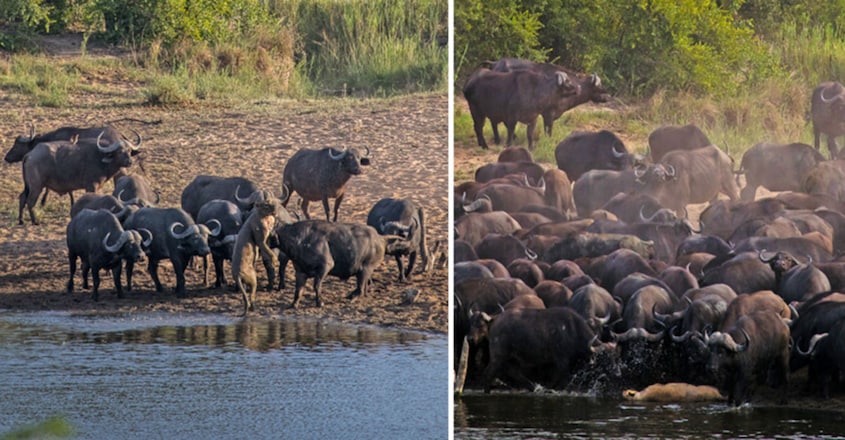 Herd of 100+ Buffalo Kill a Lioness Herd of 100+ Buffalo Kill a Lioness
