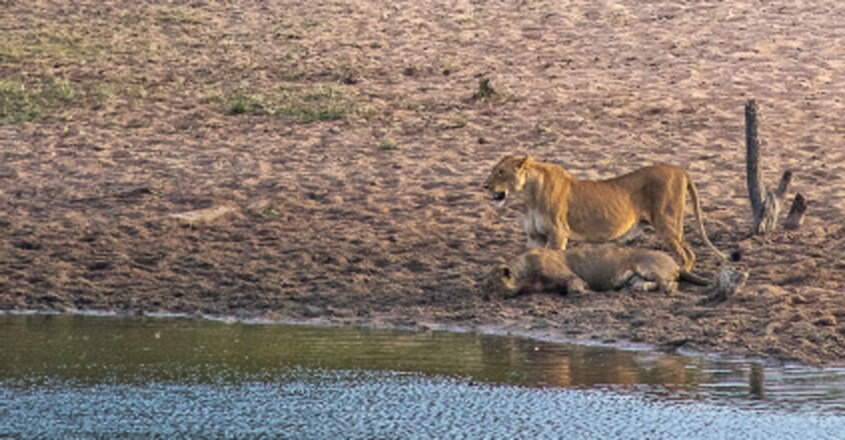 Kill Lioness Kill Lioness