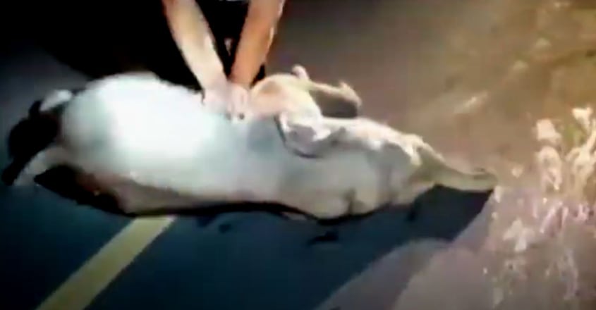 Thai rescuer gives CPR to baby elephant hit by motorbike Thai rescuer gives CPR to baby elephant hit by motorbike