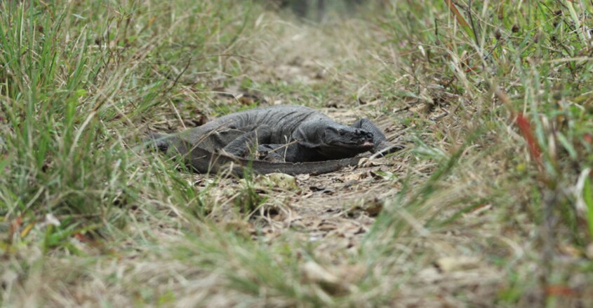 njured Monitor Lizard Found In Muthanga Wildlife Sanctuary njured Monitor Lizard Found In Muthanga Wildlife Sanctuary
