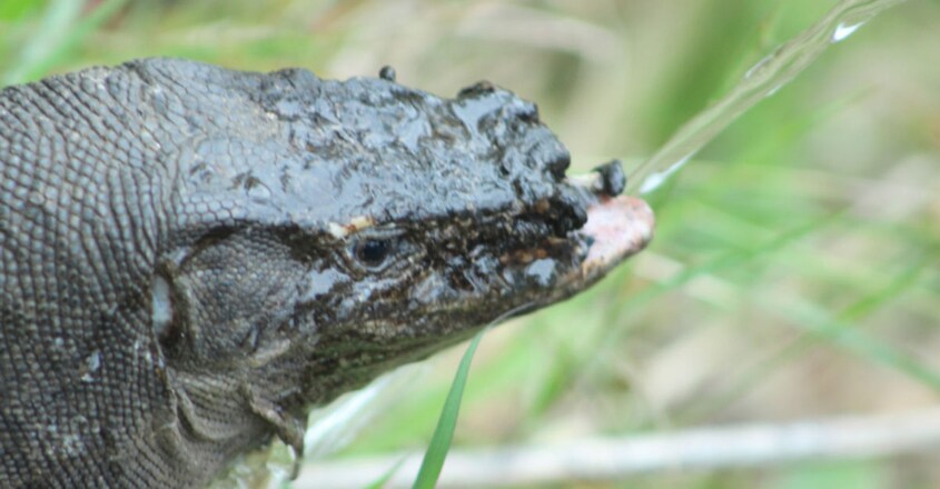 njured Monitor Lizard Found In Muthanga Wildlife Sanctuary njured Monitor Lizard Found In Muthanga Wildlife Sanctuary