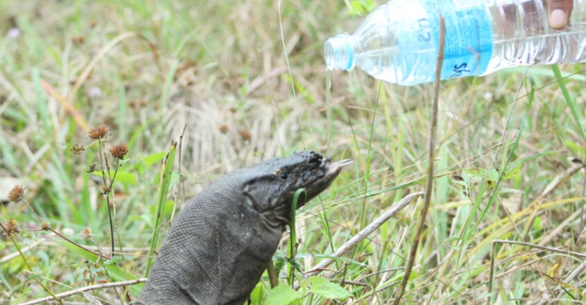 njured Monitor Lizard Found In Muthanga Wildlife Sanctuary njured Monitor Lizard Found In Muthanga Wildlife Sanctuary