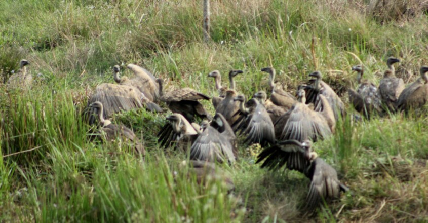 Vultures Vultures