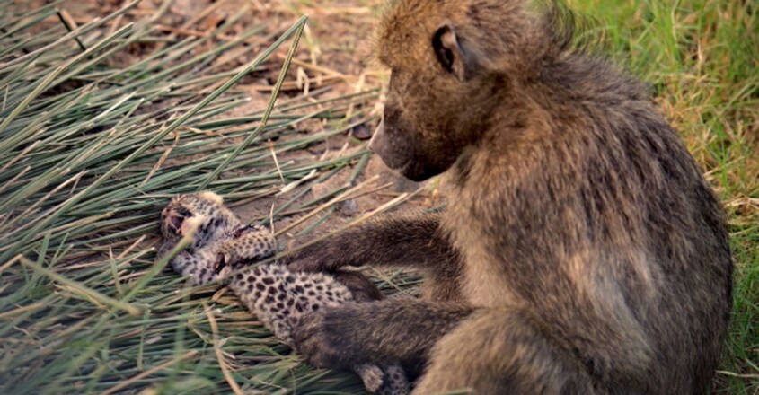 Baboons Steals Leopard Cub Baboons Steals Leopard Cub