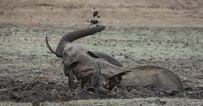 Baby elephant is eaten alive by a pack of hyenas Baby elephant is eaten alive by a pack of hyenas