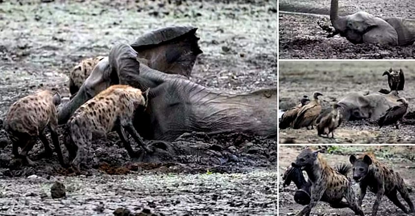 Baby elephant is eaten alive by a pack of hyenas Baby elephant is eaten alive by a pack of hyenas