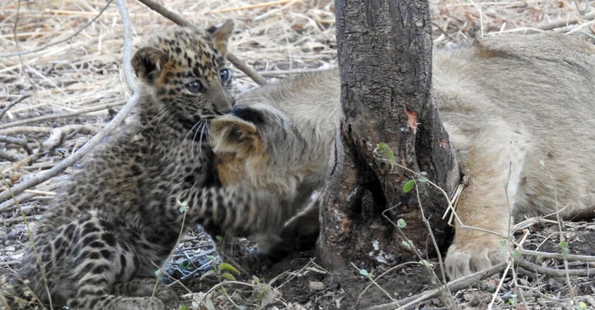 Lioness adopts leopard cub and ‘cares for it like her own Lioness adopts leopard cub and ‘cares for it like her own
