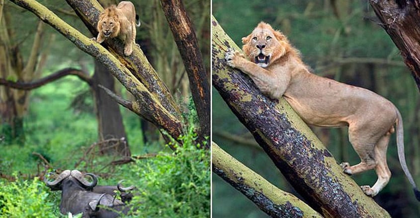 Lion hides in a tree after being chased by a herd of 100 angry buffaloes in Kenya Lion hides in a tree after being chased by a herd of 100 angry buffaloes in Kenya