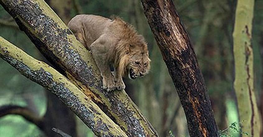 Lion hides in a tree after being chased by a herd of 100 angry buffaloes in Kenya Lion hides in a tree after being chased by a herd of 100 angry buffaloes in Kenya