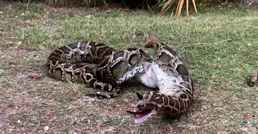 Florida Python Regurgitates a Wading Bird Florida Python Regurgitates a Wading Bird