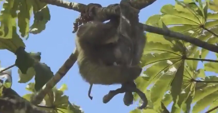 Sloth giving birth right on the tree Sloth giving birth right on the tree