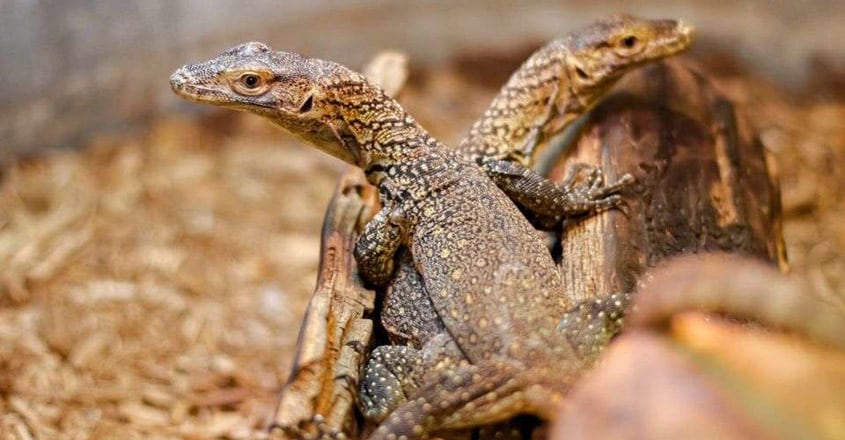 Zoo Discovers its New Baby Komodo Dragons Were Born Without Male Involvement Zoo Discovers its New Baby Komodo Dragons Were Born Without Male Involvement
