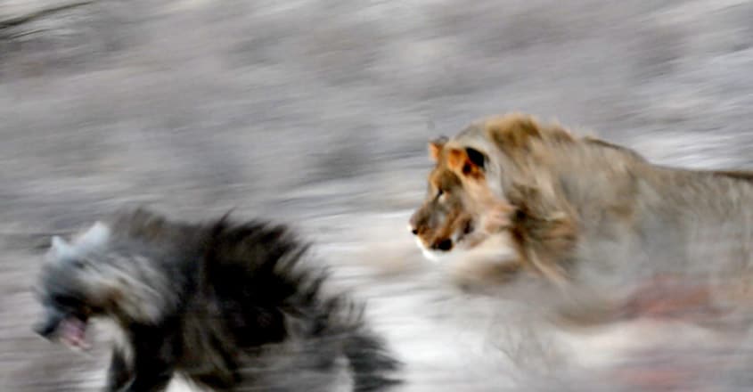 Hyena Walks right Into 3 Lions Hyena Walks right Into 3 Lions