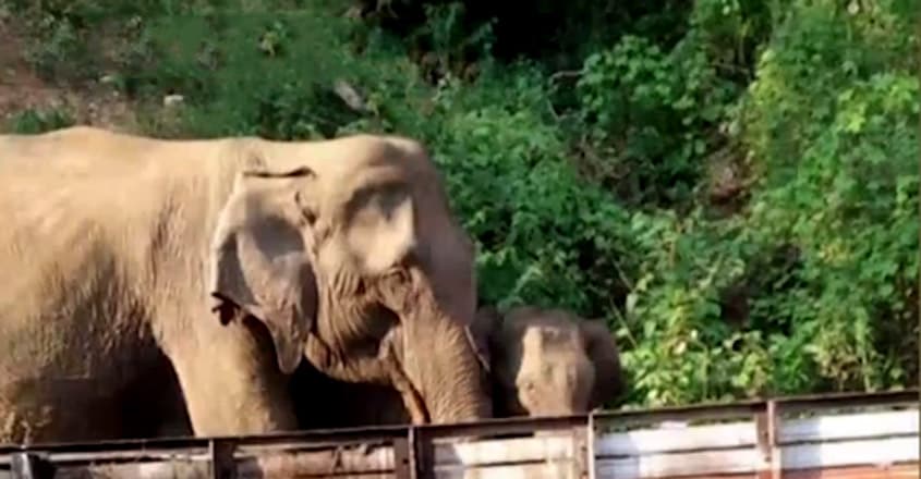 Baby Elephant and mother spotted in Nadukani Baby Elephant and mother spotted in Nadukani