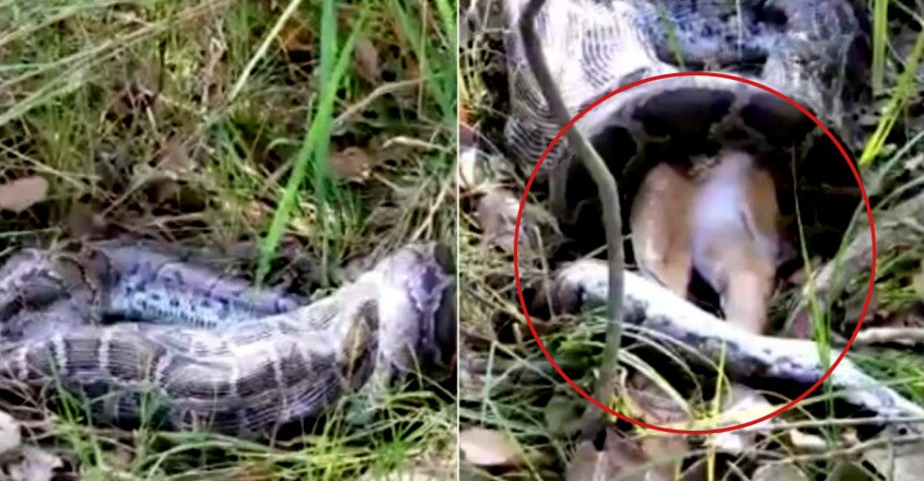 Burmese python swallowing a deer Burmese python swallowing a deer