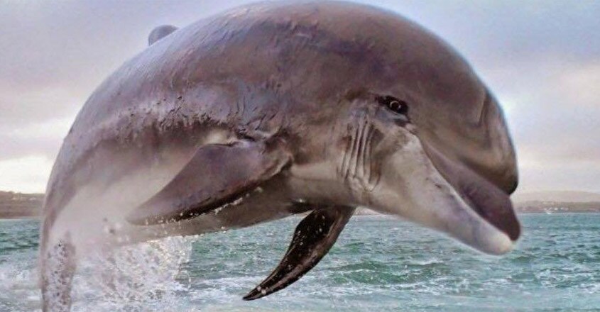 Fungie The Dolphin Is Feeling The Lockdown Fungie The Dolphin Is Feeling The Lockdown