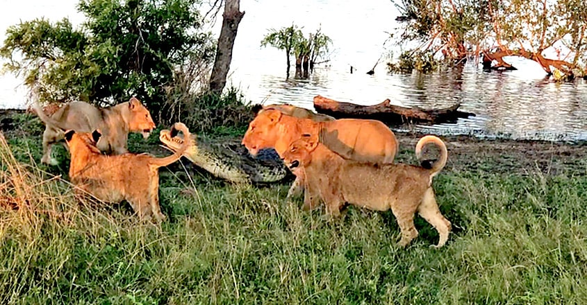 Cornered Crocodile is Forced to Attack Lions Cornered Crocodile is Forced to Attack Lions