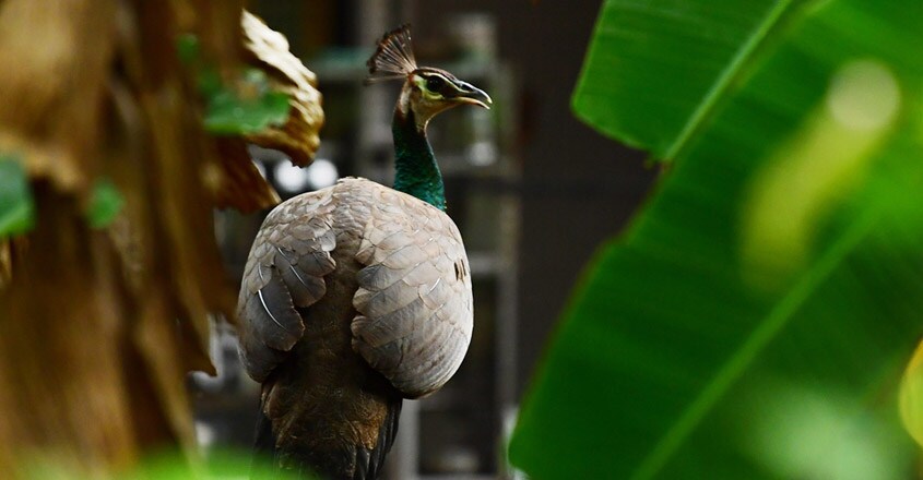 peacock1 peacock1