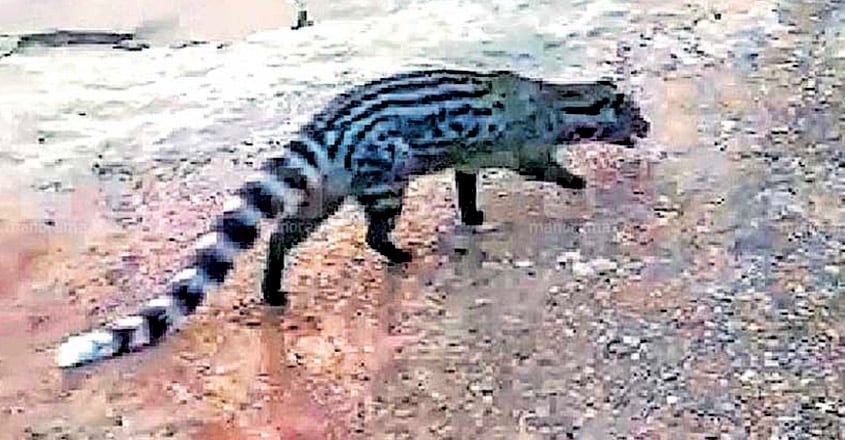 Civet Civet
