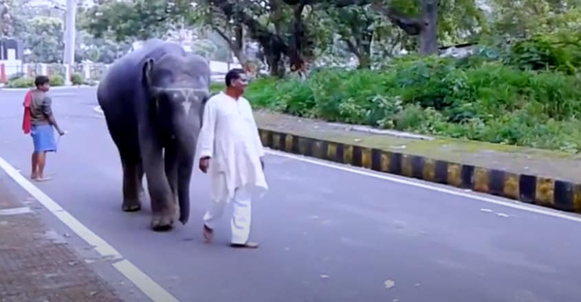 Man in Bihar Donates His Entire Land to Two Elephants Man in Bihar Donates His Entire Land to Two Elephants