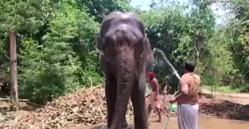 Man in Bihar Donates His Entire Land to Two Elephants Man in Bihar Donates His Entire Land to Two Elephants