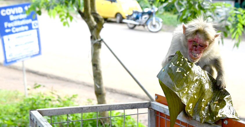 Monkey with disfigured face spotted in Wayanad Monkey with disfigured face spotted in Wayanad