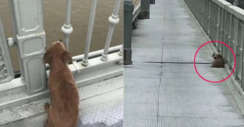 Dog Waits For Owner's Return At Spot Where He Committed Suicide Days Ago Dog Waits For Owner's Return At Spot Where He Committed Suicide Days Ago