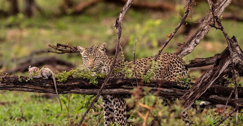 Leopard Uses Captured Baby Monkey As Bait Leopard Uses Captured Baby Monkey As Bait