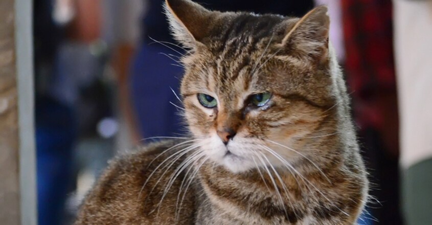 Gli the cat can stay even as Istanbul's Hagia Sophia Gli the cat can stay even as Istanbul's Hagia Sophia