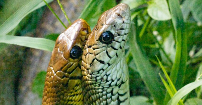 Two huge rat snakes in a fight for dominance Two huge rat snakes in a fight for dominance