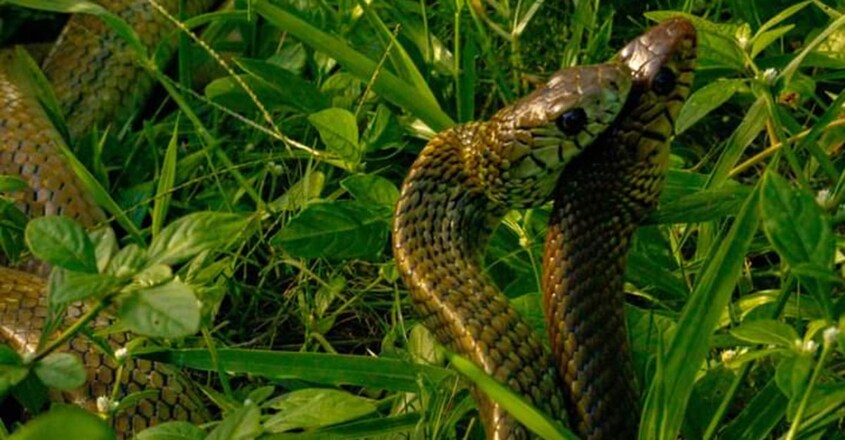 Two huge rat snakes in a fight for dominance Two huge rat snakes in a fight for dominance