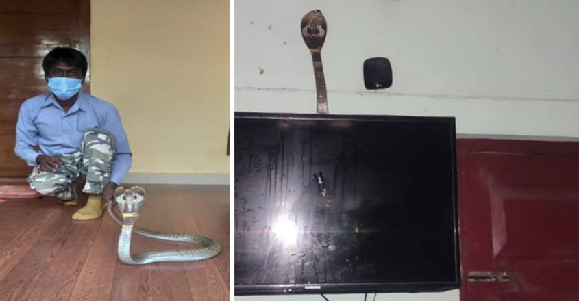 Vava Suresh Caught a Long Cobra in Payippad Vava Suresh Caught a Long Cobra in Payippad