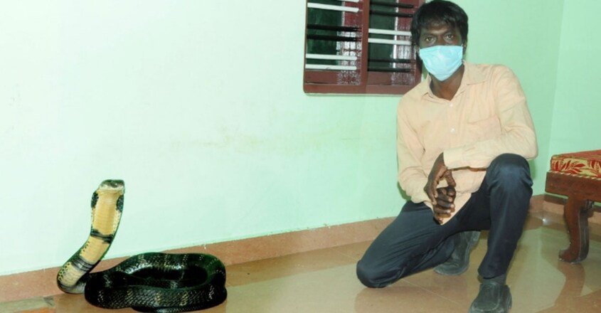Vava Suresh rescued 14 feet long King Cobra Vava Suresh rescued 14 feet long King Cobra