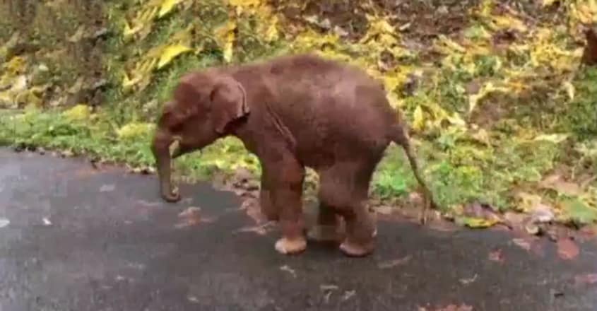 Elephant calf stuck in mud pit rescued Elephant calf stuck in mud pit rescued
