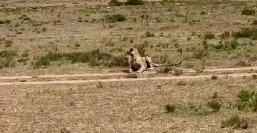Mother Warthog Save Baby From Leopard Mother Warthog Save Baby From Leopard