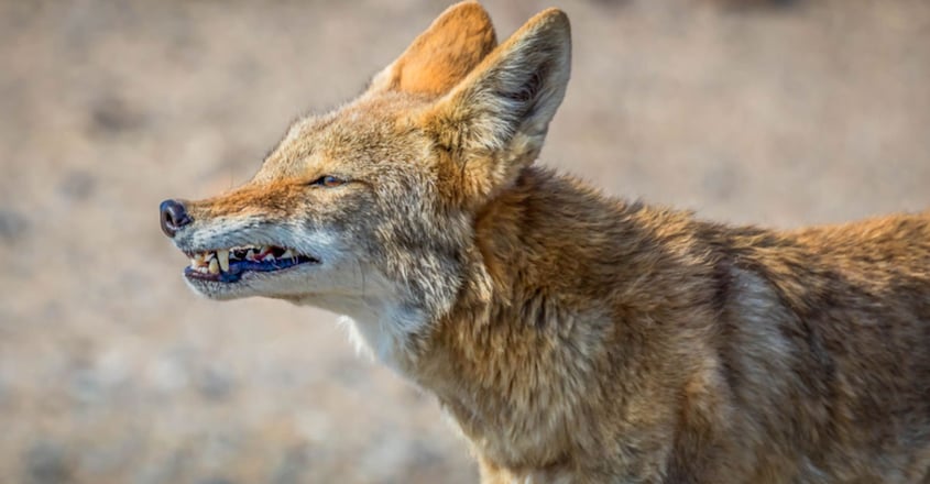 Coyote Waits In Bushes To Ambush Dog, Grabs The Dog And Drags Him Into The Woods Coyote Waits In Bushes To Ambush Dog, Grabs The Dog And Drags Him Into The Woods