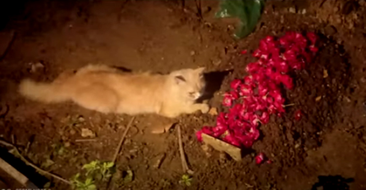 കൂടപ്പിറപ്പിന്റെ ജീവനറ്റു ; കുഴിമാടത്തിനരികിൽ നിന്ന് മാറാതെ വളർത്തു പൂച്ച! Grieving cat sits