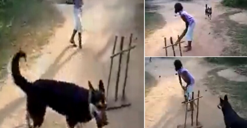 Sachin Tendulkar shares old video of dog playing cricket with children, wows people