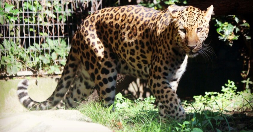 Six Sentenced to Jail Over Zoo Leopard Escape Cover-Up