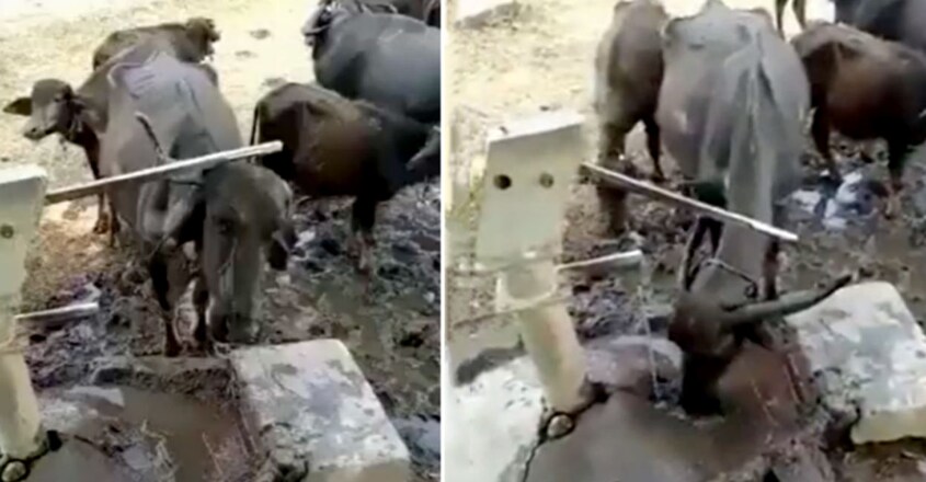 Intelligent Buffalo Uses Horn To Operate Hand Pump To Drink Water