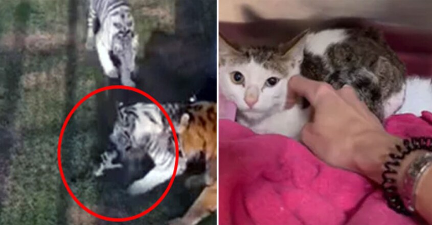  3 Tigers Attack Kitten In Hair-Raising Video Shared By Dubai Princess