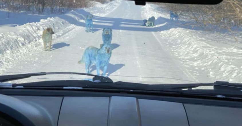 Pack Of Bright Blue Stray Dogs Spotted In Russia Pack Of Bright Blue Stray Dogs Spotted In Russia