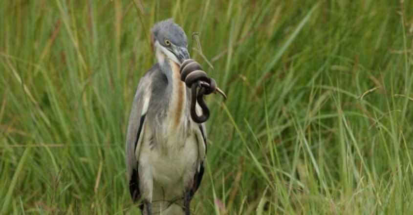 Heron captures brown water snake and winds it around his nose Heron captures brown water snake and winds it around his nose