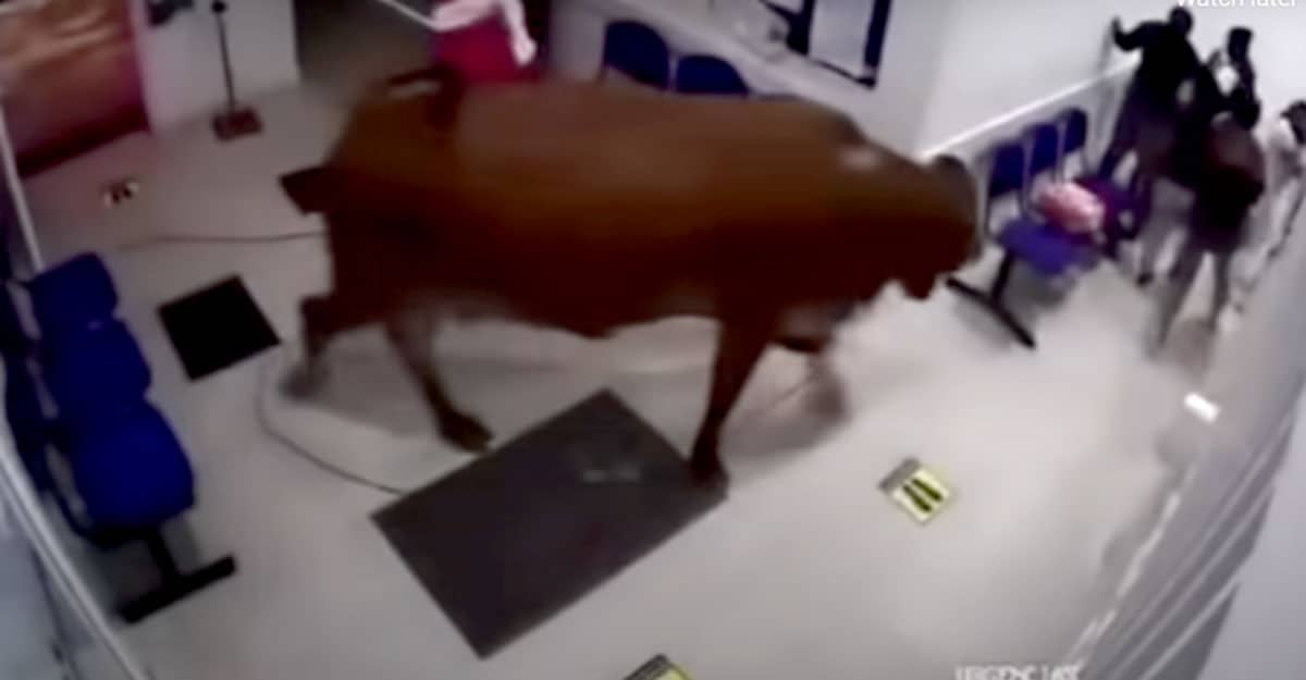 Rare cow rushes to hospital;  Attack on patients, finally?