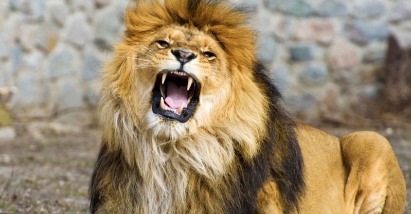 Lion Lion