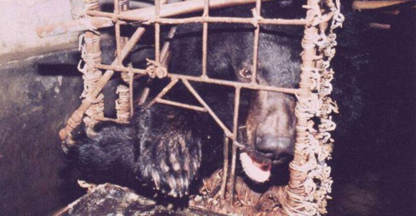 Overview of Bear Farming and the Trade in Bear Bile Overview of Bear Farming and the Trade in Bear Bile