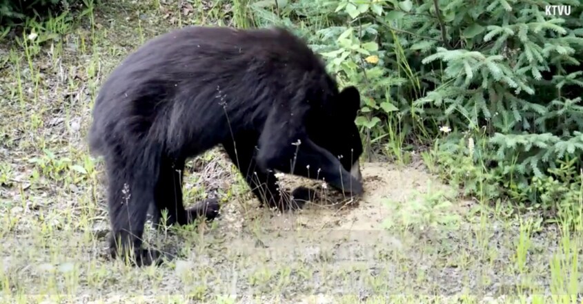 Mysterious disease killing young California bears in Tahoe. One symptom fearlessness Mysterious disease killing young California bears in Tahoe. One symptom fearlessness