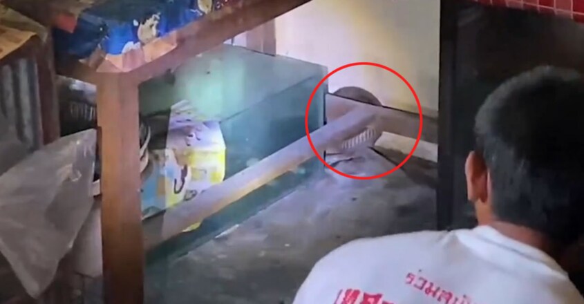 cobra-caught-hiding-in-familys-kitchen-in-southern-thailand1 cobra-caught-hiding-in-familys-kitchen-in-southern-thailand1