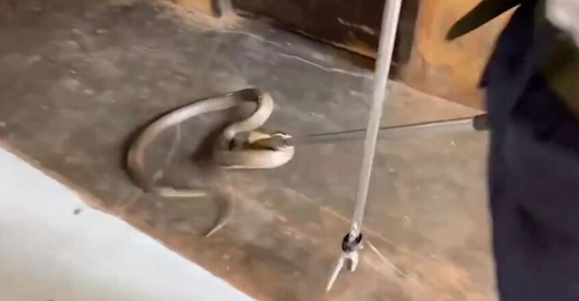 cobra-caught-hiding-in-familys-kitchen-in-southern-thailand2 cobra-caught-hiding-in-familys-kitchen-in-southern-thailand2