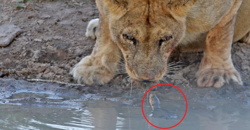 turtle-chases-lions-from-his-waterhole1 turtle-chases-lions-from-his-waterhole1